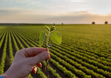 Strong demand for fossil substitution: Biobased materials industry has great potential for growth